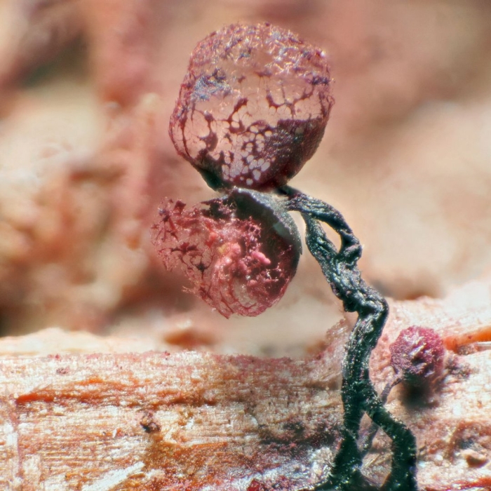 Cribraria argillacea