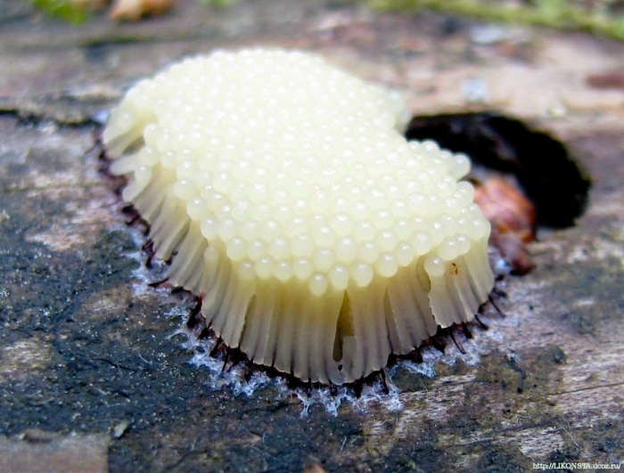 Стемонитис слизевик