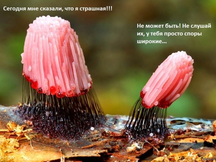 Стемонитис гриб