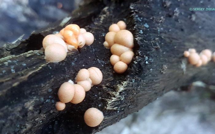 Гриб слизевик ликогала