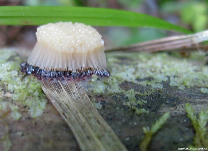 Ходячий гриб плазмодий