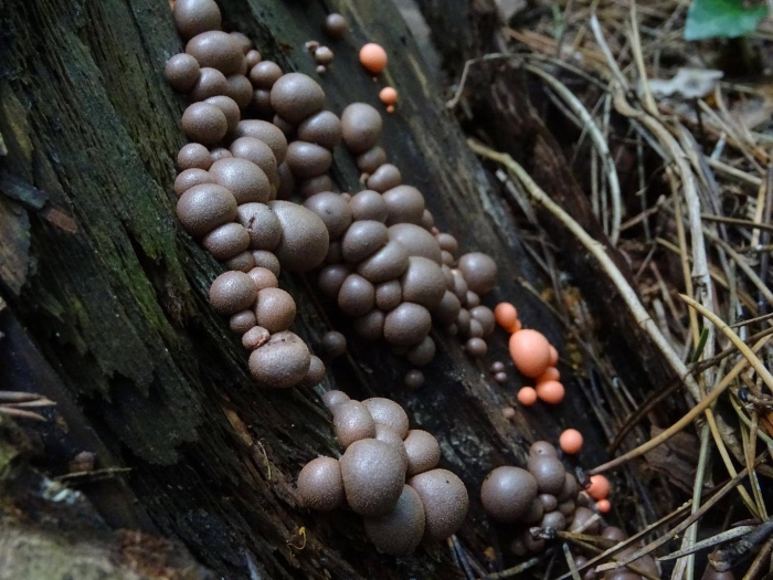 Lycogala epidendrum