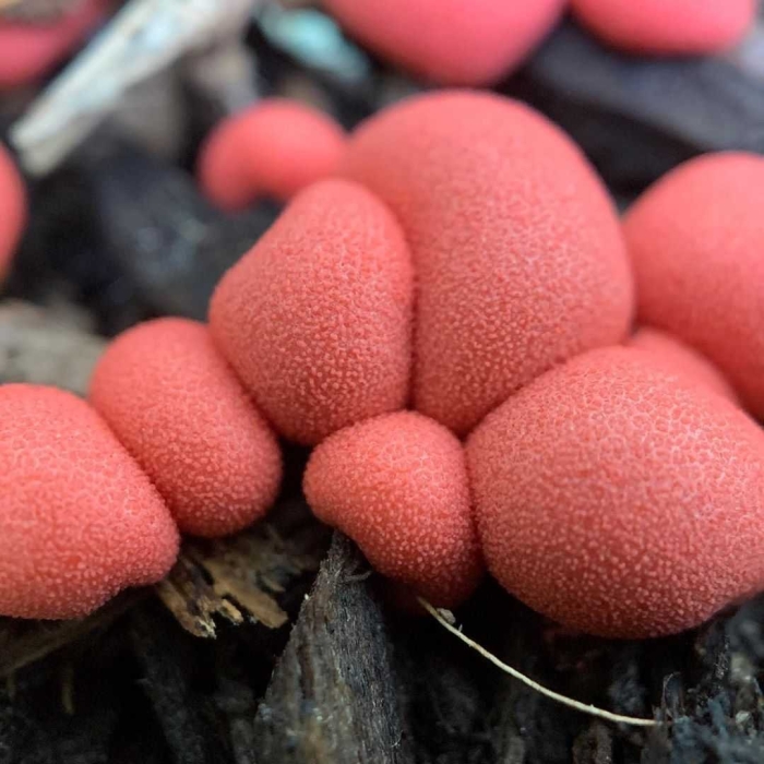 Ликогала древесинная