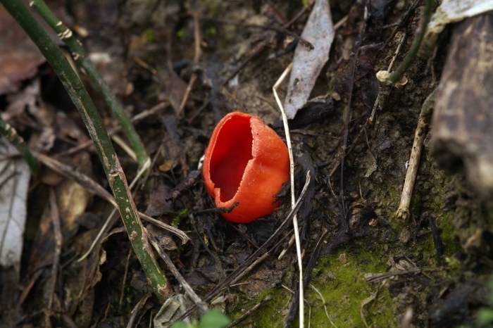 Саркосцифа австрийская гриб