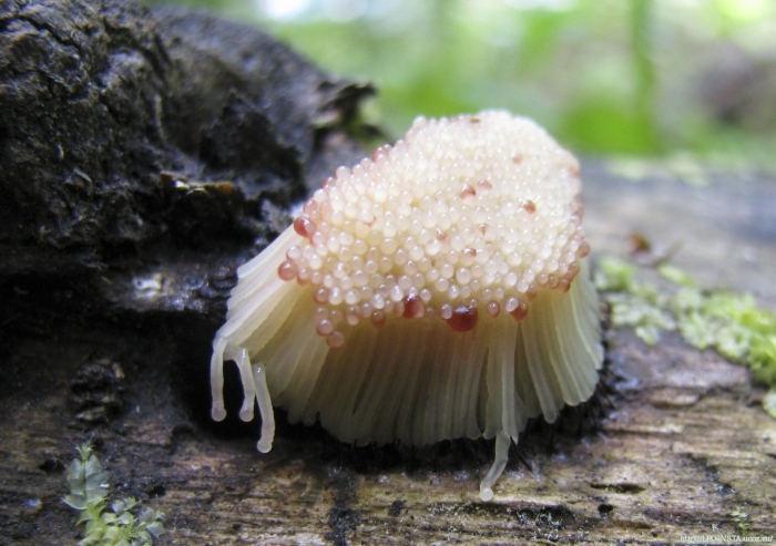 Стемонитис слизевик