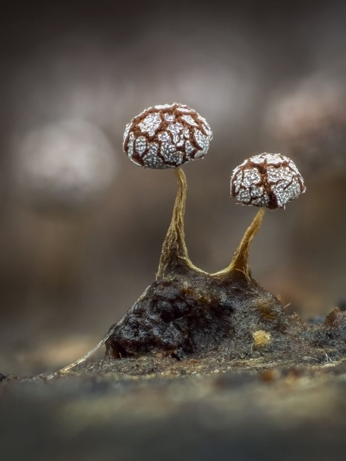 Гриб physarum polycephalum