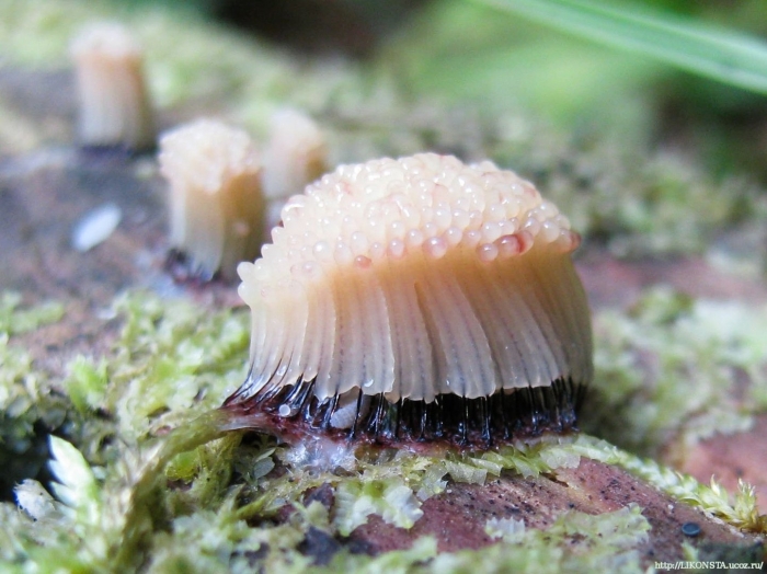 Гриб слизевик плазмодий