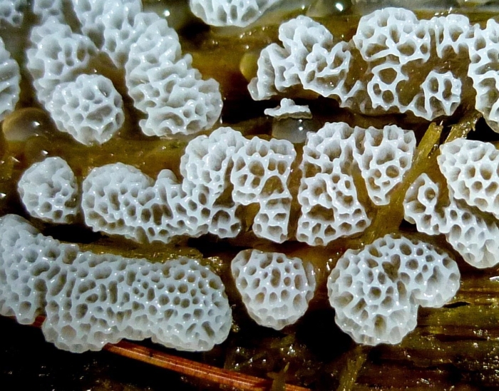 Spongiforma squarepantsii