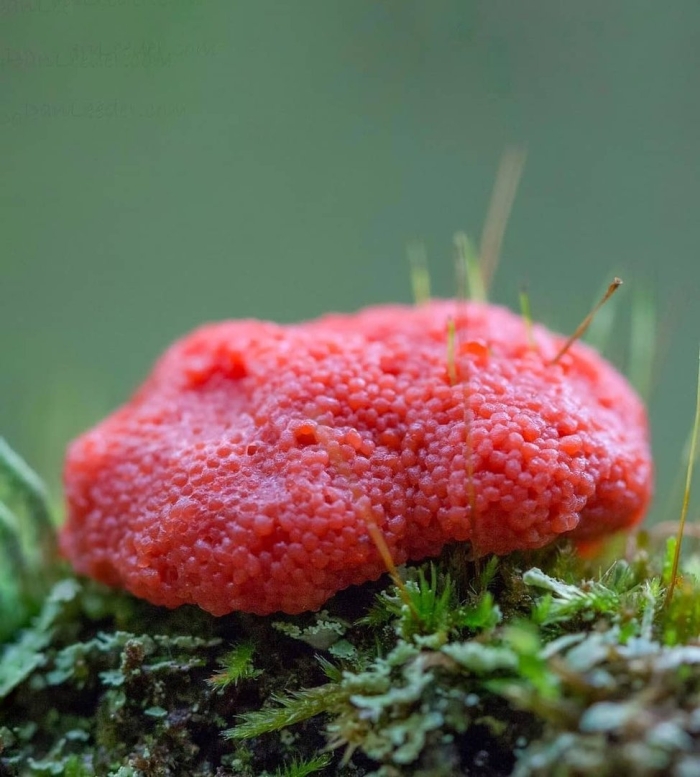 Гриб плазмодий