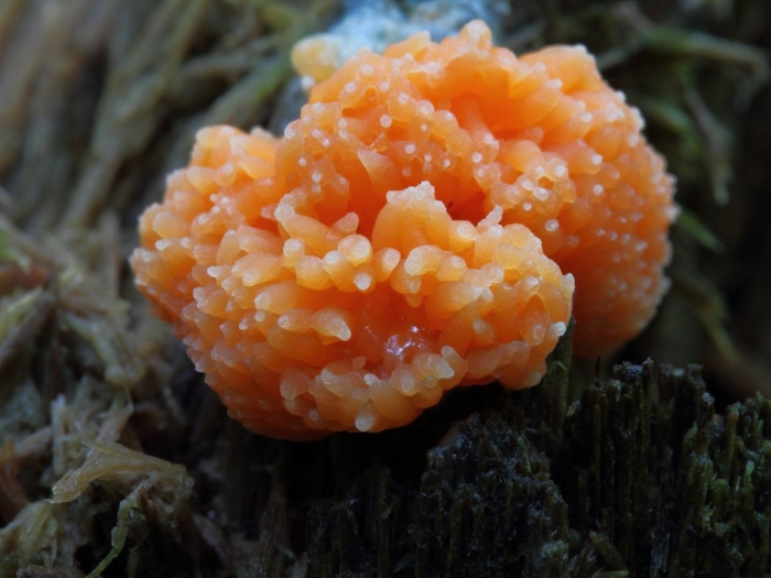 Гриб слизевик