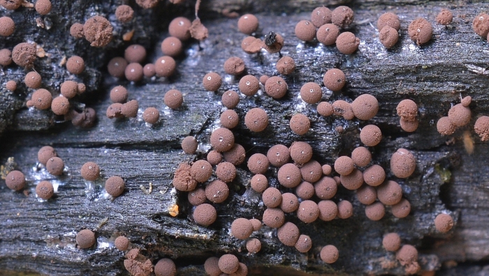 Слизевик плазмодий