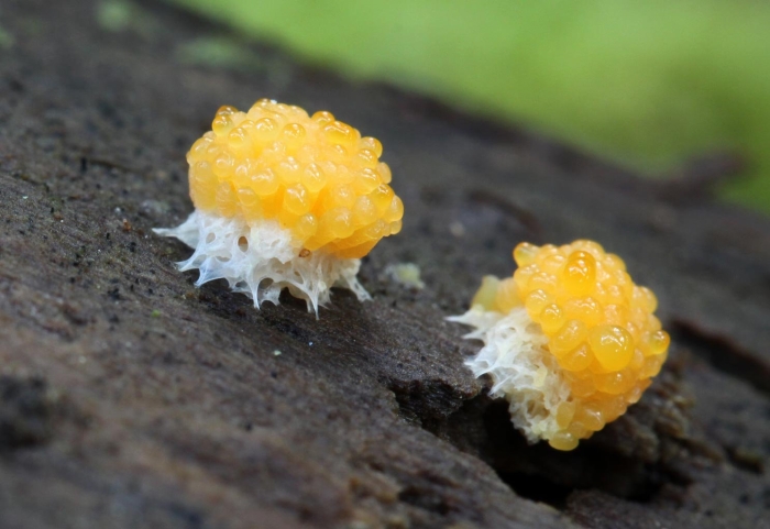 Гриб слизевик плазмодий