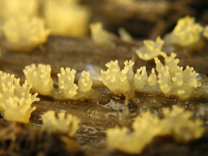 Плесневые грибы