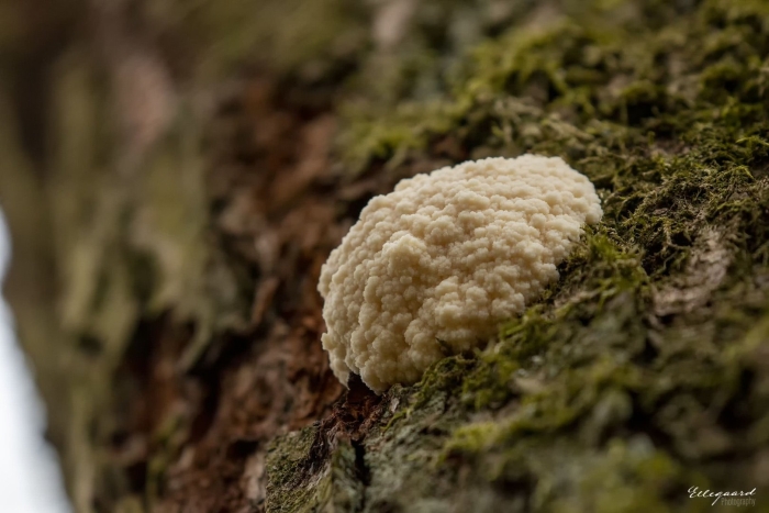 Enteridium lycoperdon