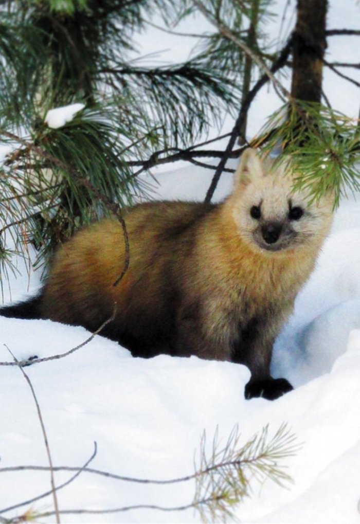 Баргузинский соболь домашний
