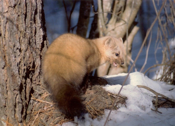 Соболь юганский заповедник