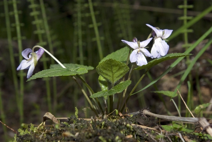 Юганский заповедник флора