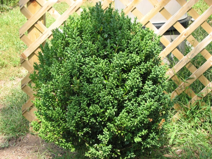 Самшит вечнозеленый