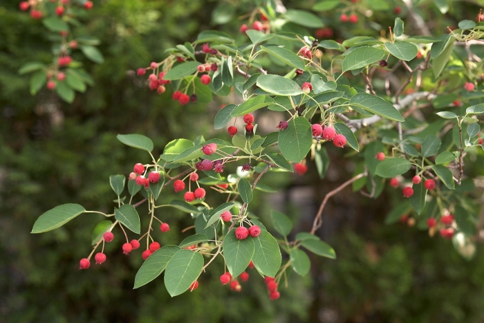 Ирга круглолистная дерево