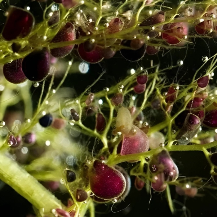 Пузырчатка хищное растение