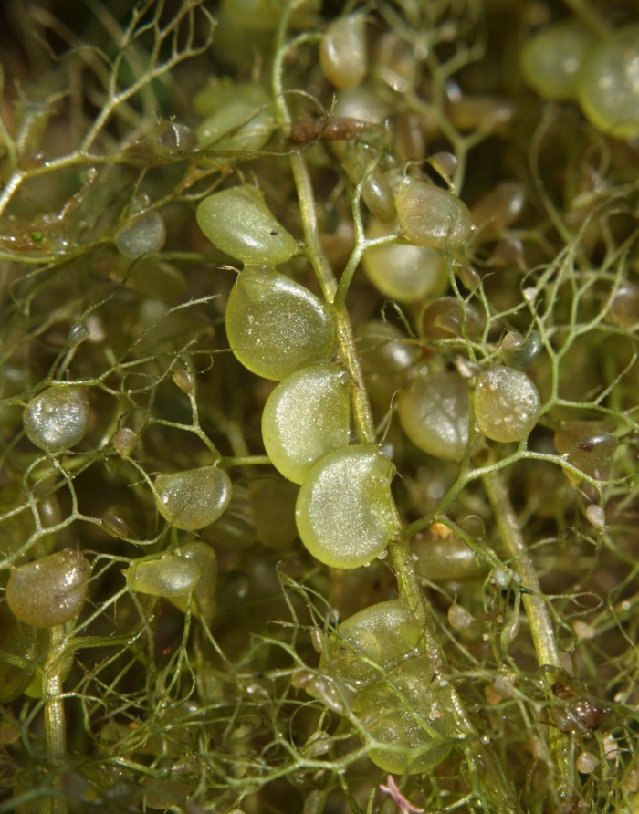 Пузырчатка обыкновенная