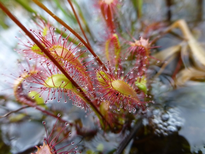 Росянка (drosera)