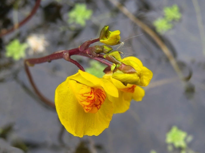 Пузырчатка обыкновенная