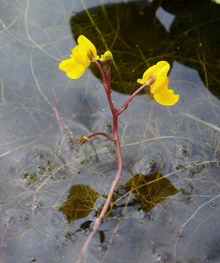 Utricularia vulgaris