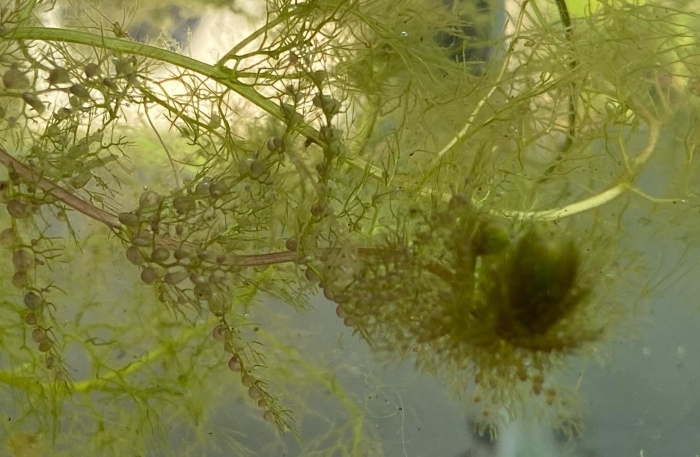 Utricularia vulgaris