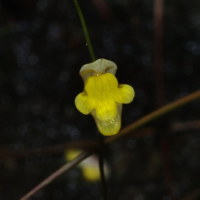 Utricularia gibba