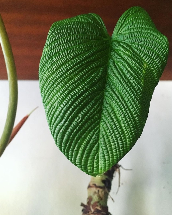 Филодендрон furcatum