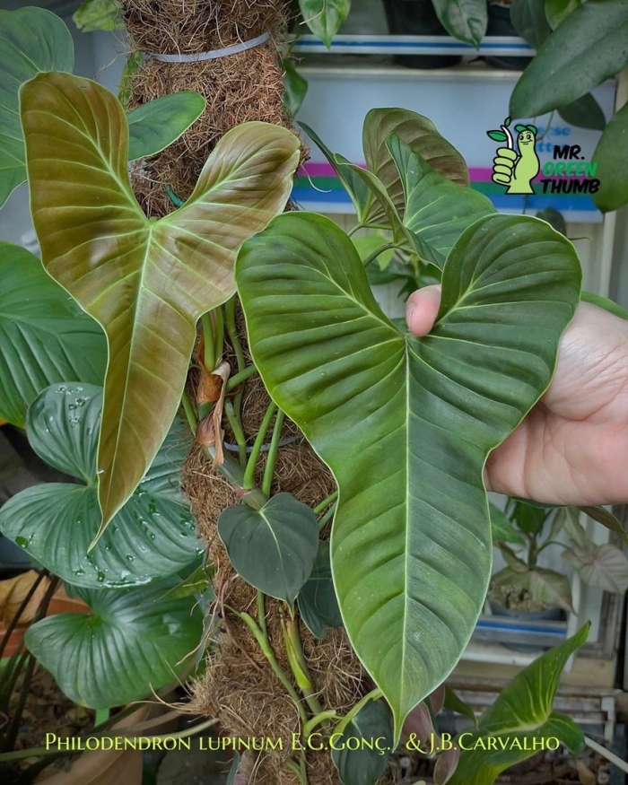 Филодендрон комнатное растение