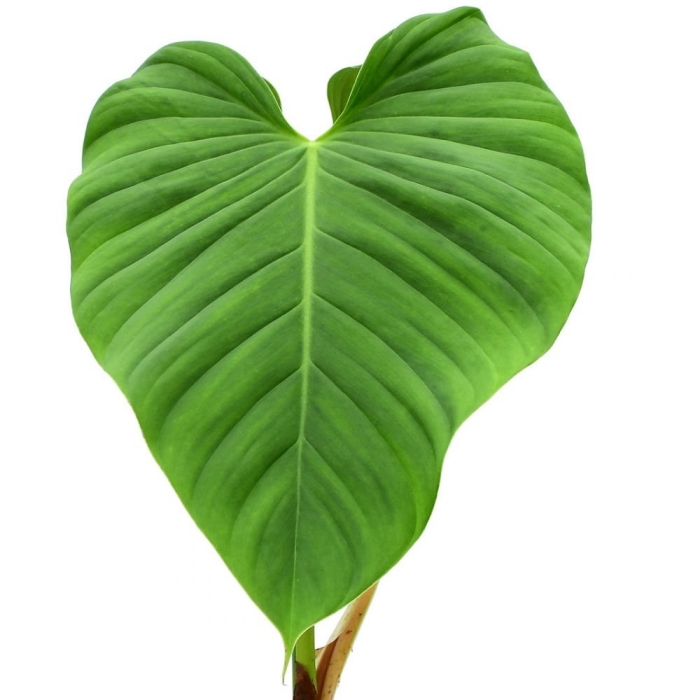 Филодендрон joepii