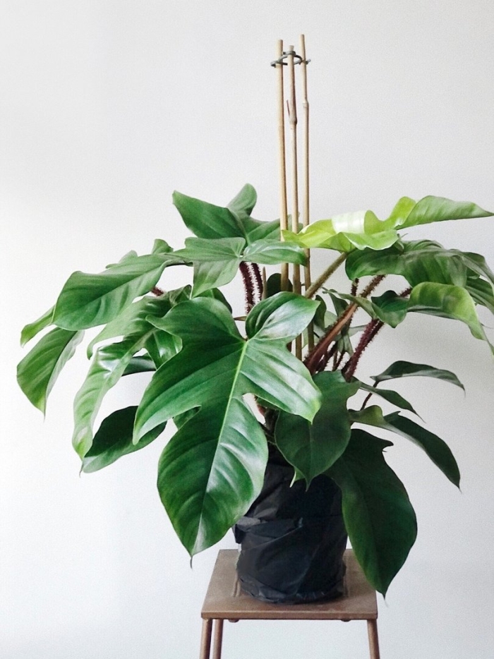 Филодендрон сквамиферум