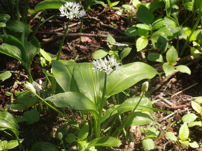 Allium ursinum черемша