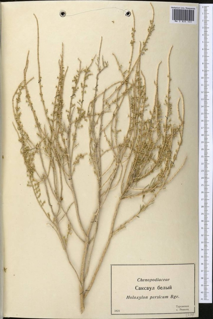 Полынь солянковидная (artemisia salsoloides)