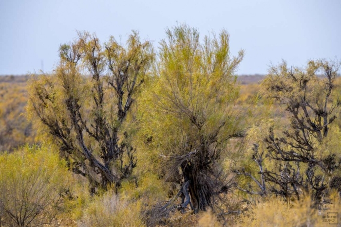 Саксаул зайсанский