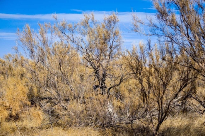 Саксаул черный haloxylon aphyllum