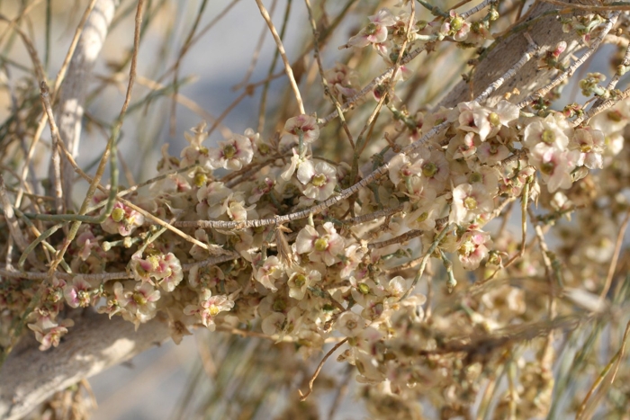 Саксаул растение