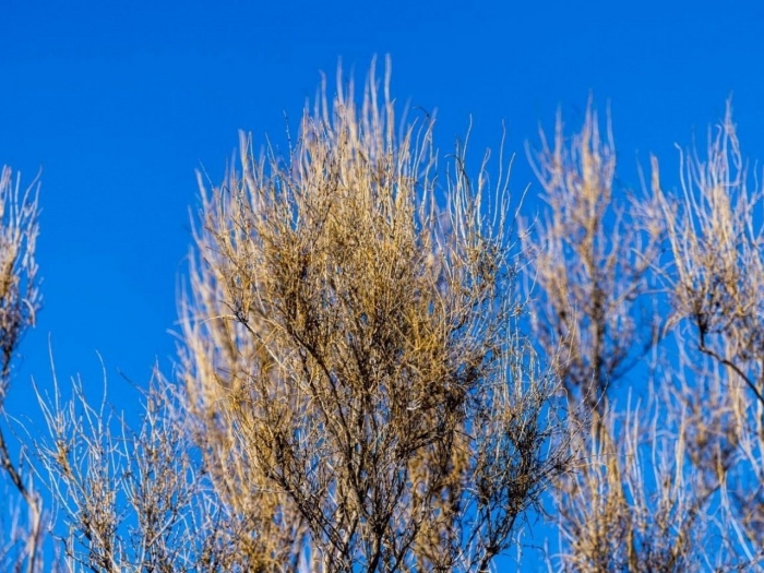 Саксаул ареал