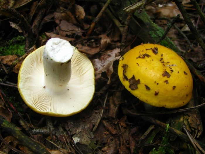 Сыроежка желтая