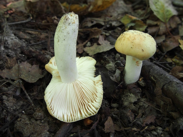 Сыроежка валуевидная russula farinipes