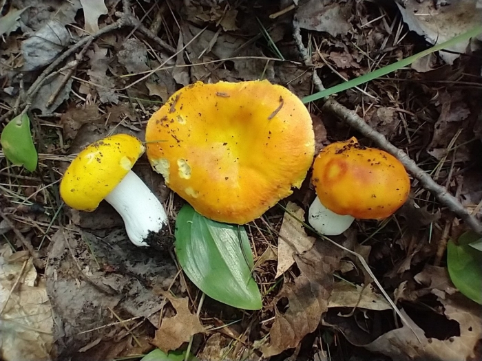 Сыроежка желтая съедобная