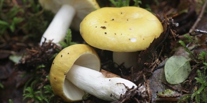 Сыроежка желтая