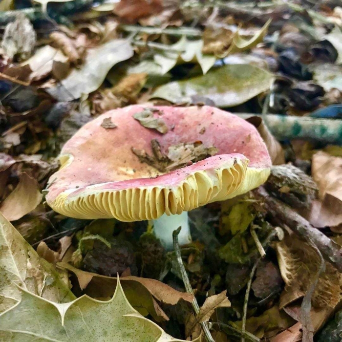 Сыроежка болотная