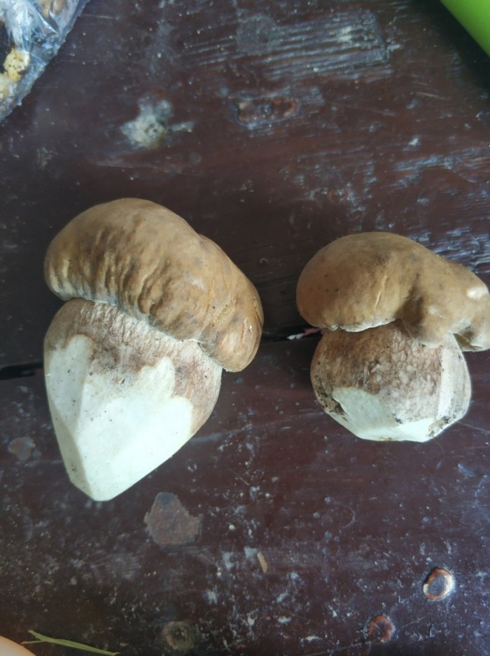 Дубовик гриб червивый