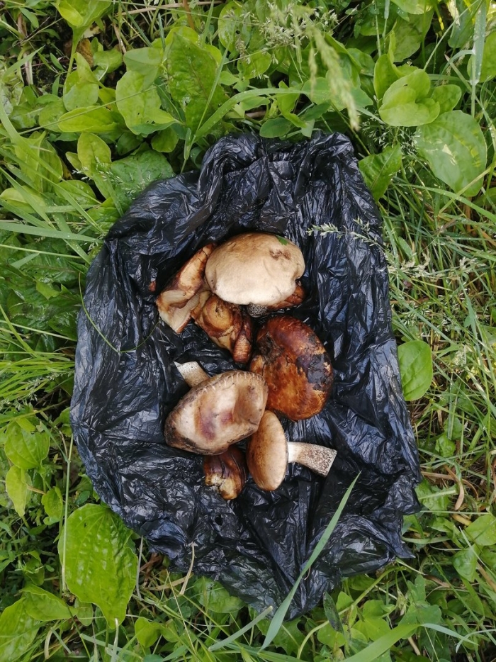 Коровьи губы грибы