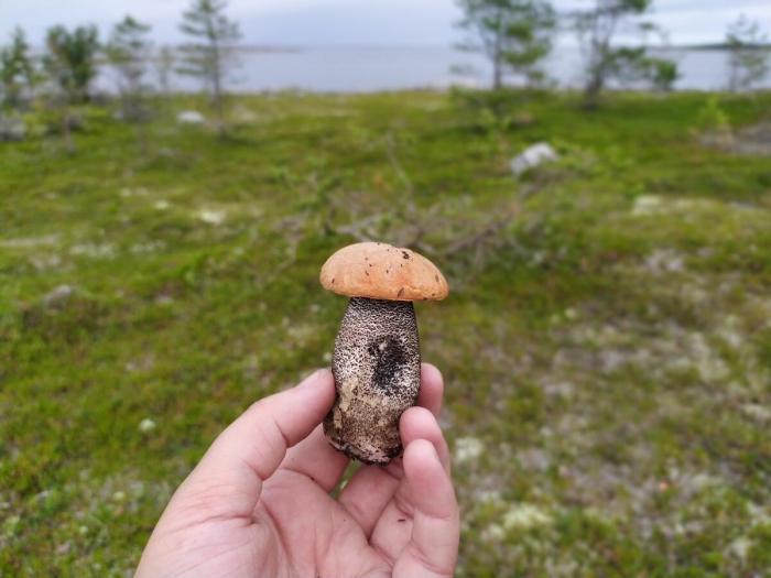 Подосиновик обыкновенный