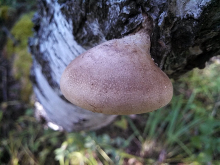 Березовая губка piptoporus betulinus