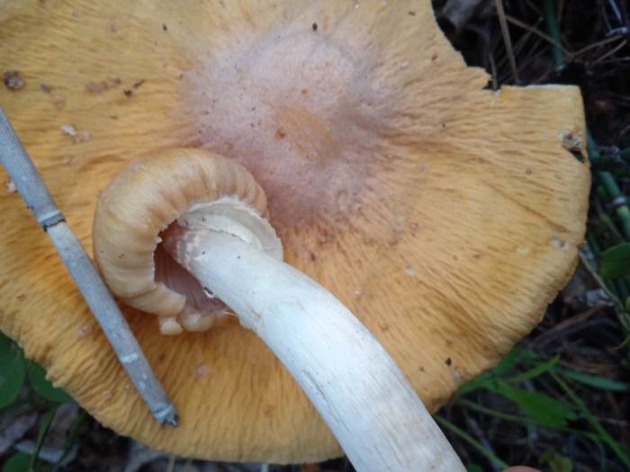 Колпак кольчатый cortinarius caperatus
